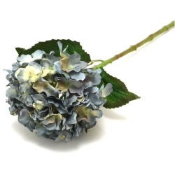 HORTENSIA AZUL 