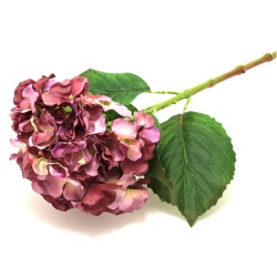 HORTENSIA FUCSIA