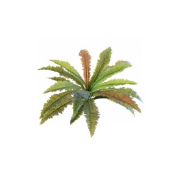 ASPLENIUM