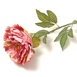 PEONIA ROSA