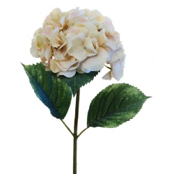 HORTENSIA CREMA