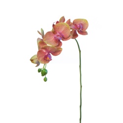 PHALENOPSIS ROSA