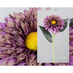 GERBERA PURPURA