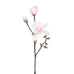 MAGNOLIA ROSA