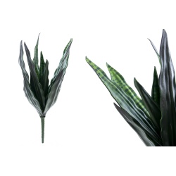 PLANTA SANSEVIERIA