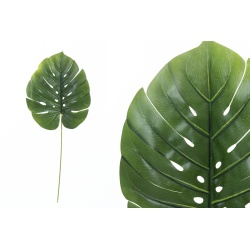 HOJA MONSTERA