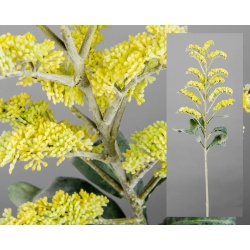 SOLIDAGO AMARILLO