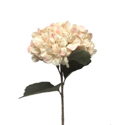 HORTENSIA ROSA