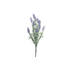 LAVANDA