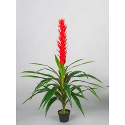 PLANTA TROPICAL CORAL