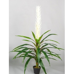 PLANTA TROPICAL BLANCA