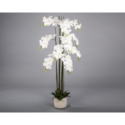 MACETA ORQUIDEA PHALAENOPSIS BLANCA