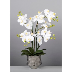 MACETA ORQUIDEA PHALAENOPSIS BLANCA