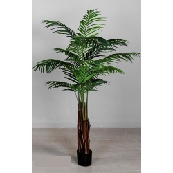 PLANTA ARECA