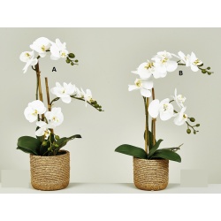 MACETA ORQUIDEA PHALAENOPSIS TACTO REAL BLANCA