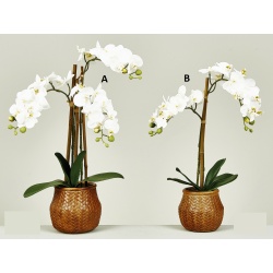 MACETA ORQUIDEA PHALAENOPSIS TACTOR REAL BLANCA