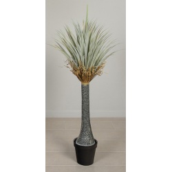 PLANTA YUCCA