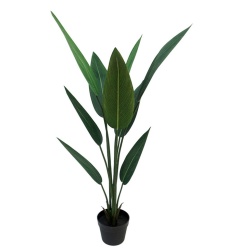 PLANTA STRELITZIA 