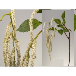 RAMA BETULA BLANCA