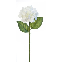 HORTENSIA BLANCA