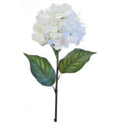 HORTENSIA BLANCA