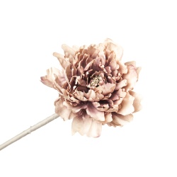 PEONIA ROSA EMPOLVADO