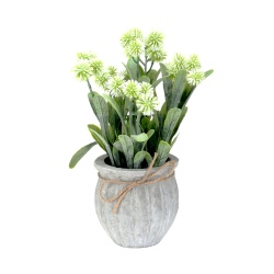 PLANTA SILVESTRE CON MACETA