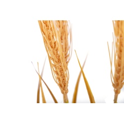 BOUQUET JUNCOS ESPIGAS PVC