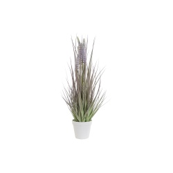 PLANTA LAVANDA BLANCO